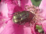 Thumbnail 290481