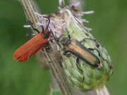 Thumbnail 290486 A