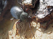 Thumbnail 290565 B