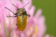 Thumbnail 291844 B