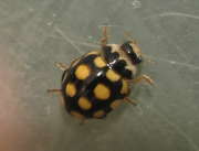 Thumbnail 292851 A