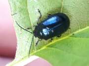 Thumbnail 293810 B