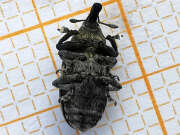 Thumbnail 294145 B