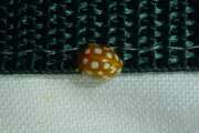 Thumbnail 294526 B
