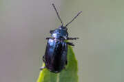 Thumbnail 294760 A