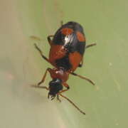 Thumbnail 295312 A