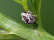 Thumbnail 295949 B