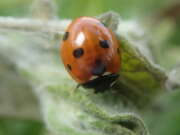 Thumbnail 296301 A