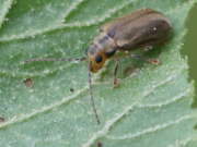 Thumbnail 296350 B