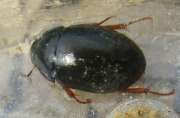 Thumbnail 296740 B