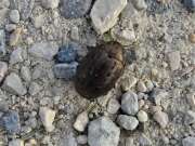 Thumbnail 296779 B