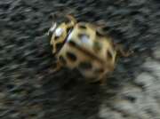 Thumbnail 296812