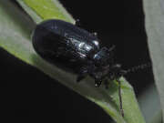 Thumbnail 297096 A