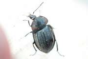 Thumbnail 298552 B