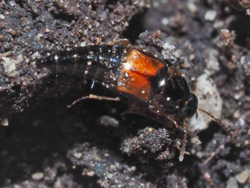 Userfoto