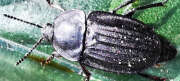 Thumbnail 302172 B