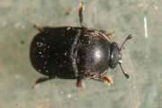 Thumbnail 302327 A