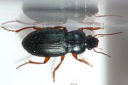 Thumbnail 302507 A