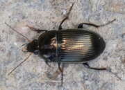 Thumbnail 302672 B