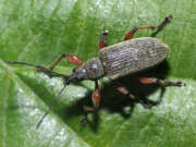 Thumbnail 302841 A