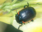 Thumbnail 303122 A