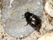 Thumbnail 303275 A