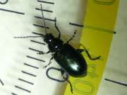 Thumbnail 304512 B