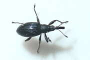 Thumbnail 304703 B