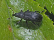 Thumbnail 304708 A