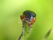 Thumbnail 304824 B