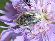 Thumbnail 305155 B