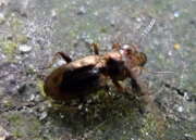 Thumbnail 305788 B