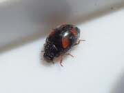 Thumbnail 305813 B