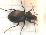 Thumbnail 305837 B