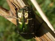 Thumbnail 305852 B