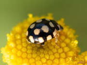 Thumbnail 306075 B