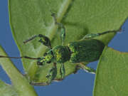 Thumbnail 306245 B