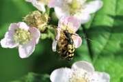 Thumbnail 306503 A
