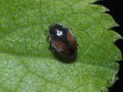 Thumbnail 307326 A