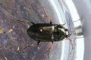 Thumbnail 307403 A