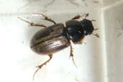 Thumbnail 307412 B