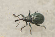 Thumbnail 307481 B