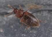 Thumbnail 307613 A