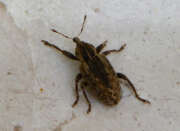 Thumbnail 307828 A