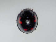 Thumbnail 308349 B