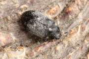 Thumbnail 308354 B