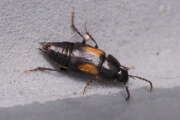 Thumbnail 308373 B