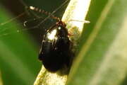 Thumbnail 308382 B