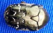 Thumbnail 308515 A