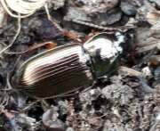 Thumbnail 308523 B